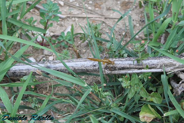 Richiesta identificazione, grazie! Crocothemis erythraea